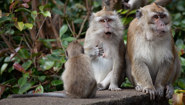 long-tailed-macaque-g9d6637786_640.jpg
