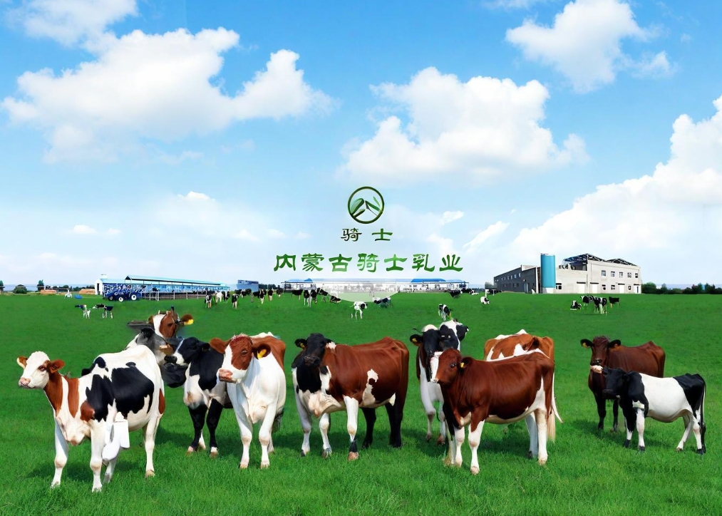骑士乳业2.png
